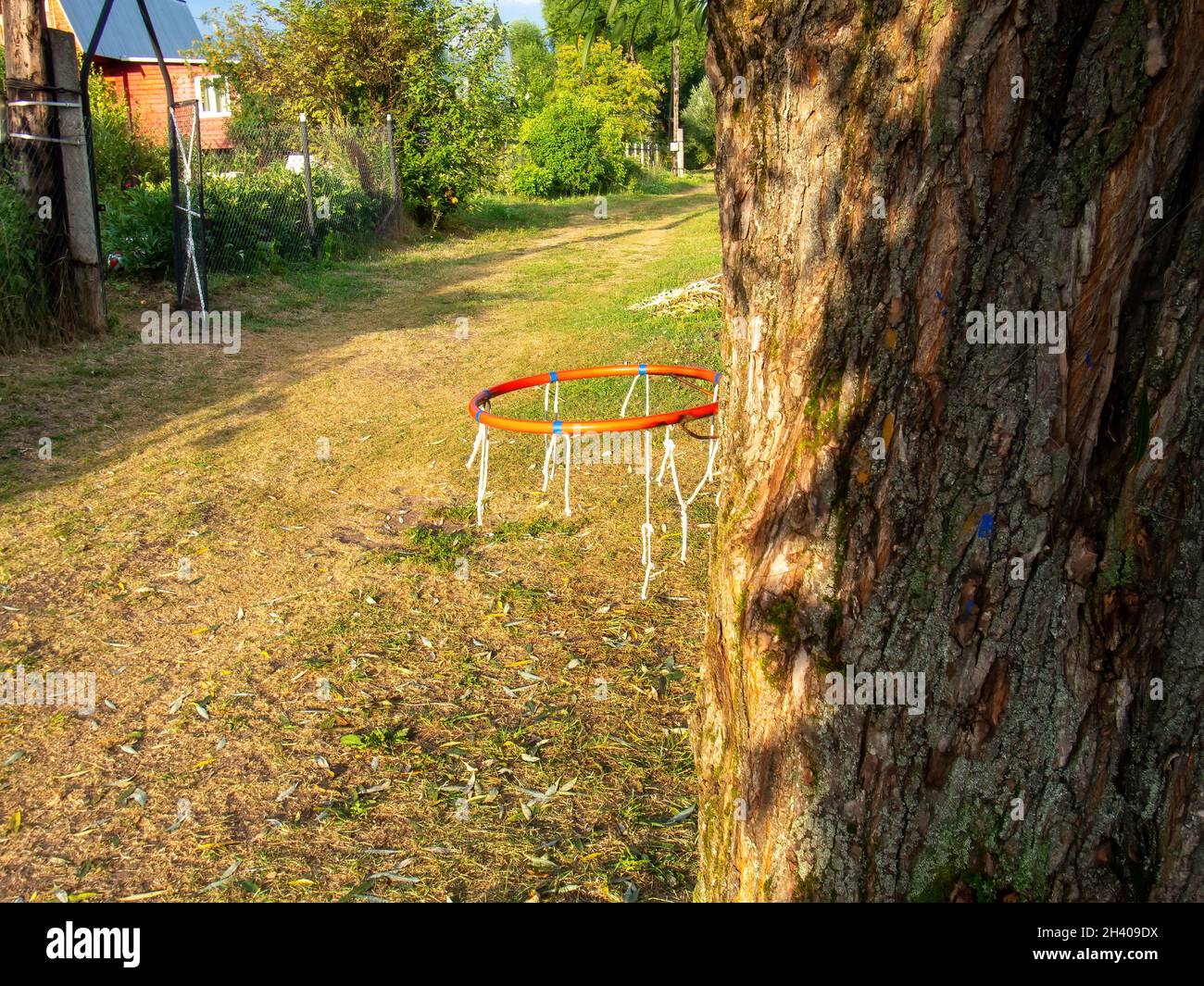 canestro da basket su un albero nel villaggio, in estate Foto Stock