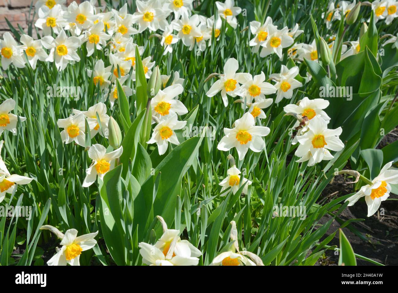 Fiori di Narciso fioriti di giallo paglierino. Bianco doppio daffodil fiori narcisi narcisi daffodils. Il fiore di Narcissus è conosciuto come daffodil, daffadowndilly Foto Stock