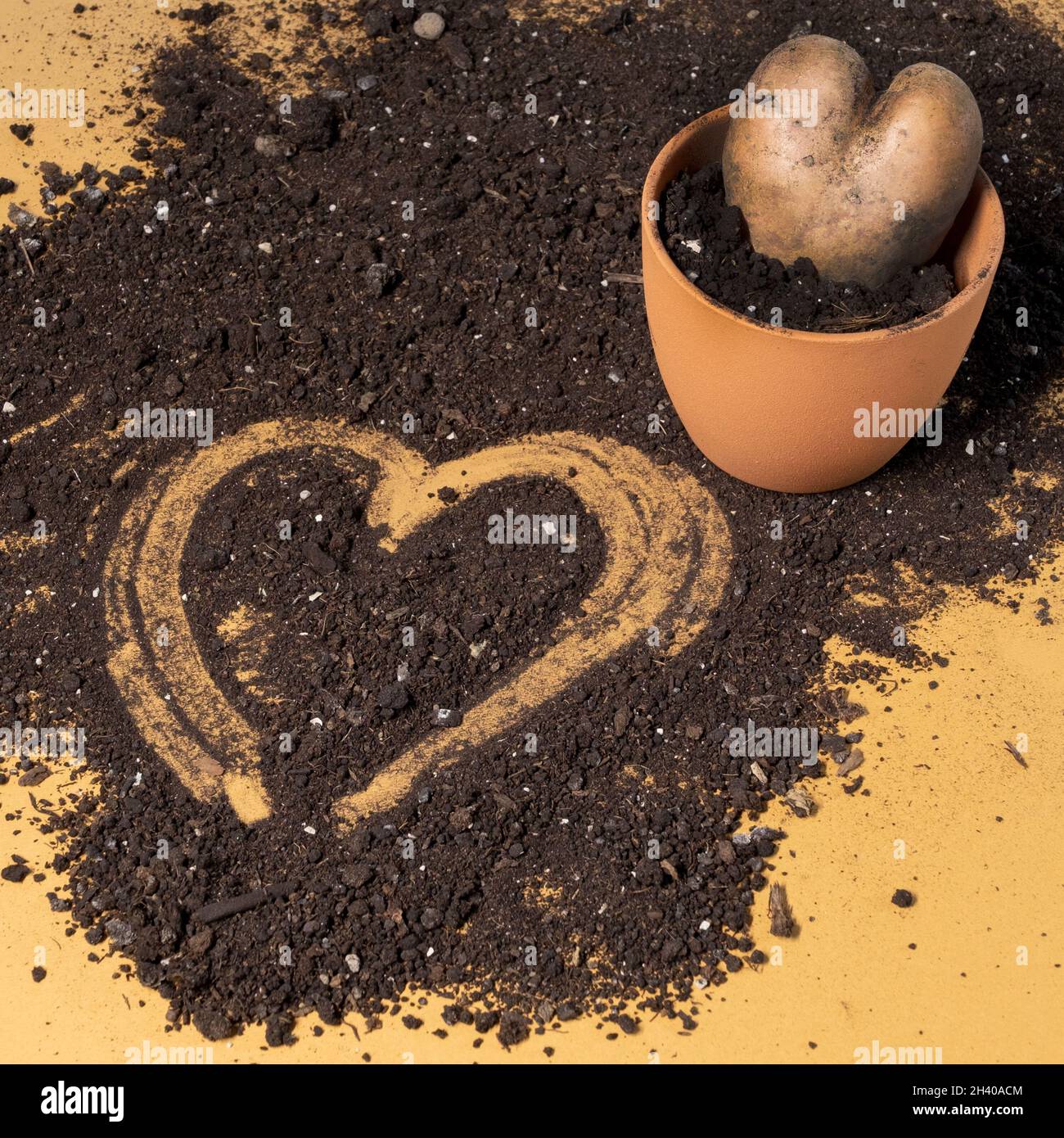 patate a forma di cuore in una pentola con terra su sfondo marrone Foto Stock