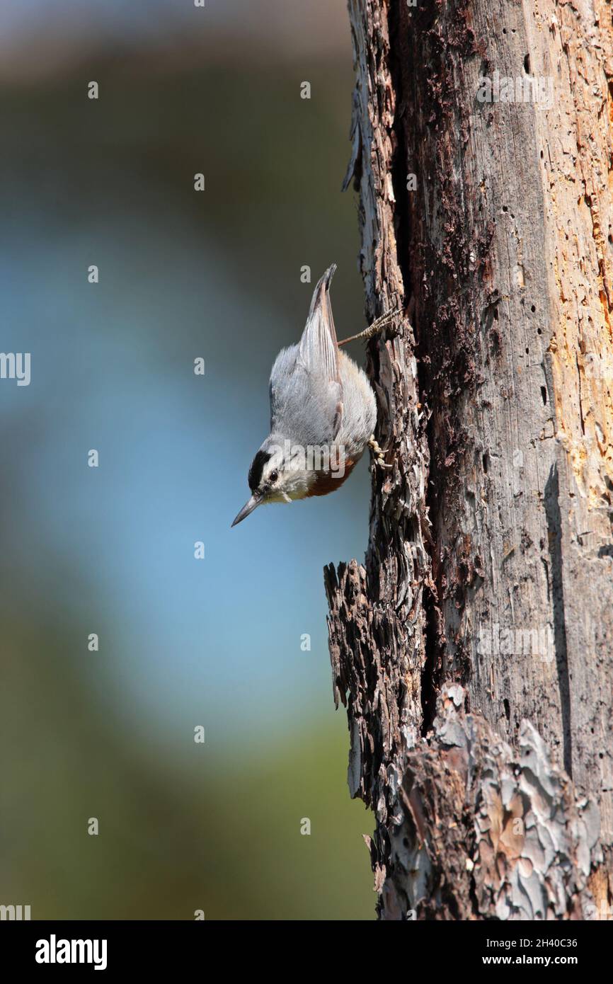 Un nuthatch maschio adulto di Krüper (Sitta krueperi) vicino ad un nido in primavera sull'isola greca di Lesbo Foto Stock