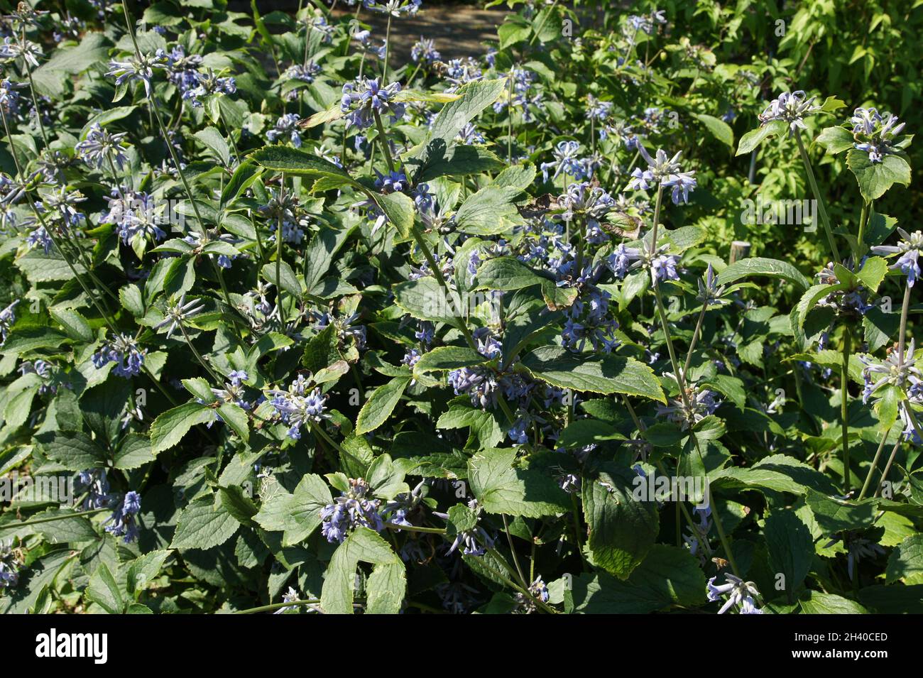 Clematis heracleifolia var. Davidiana, clematis aviflied Foto Stock