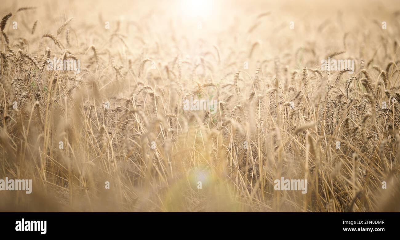 Campo con grano maturo giallo in un giorno d'estate. Buon raccolto Foto Stock