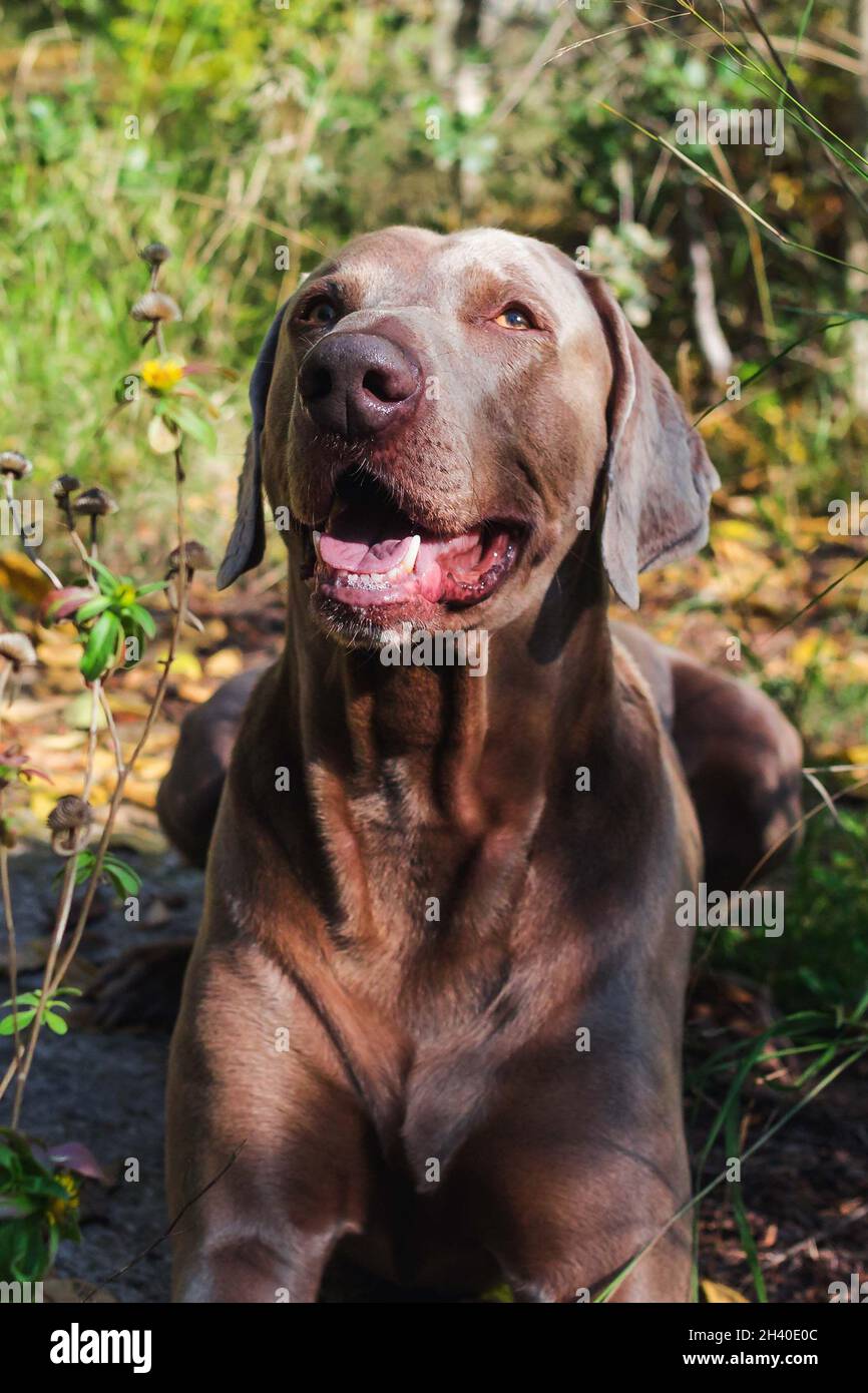 Weimaraner seduto in un campo verde. Vista ravvicinata della testa di un cane da caccia Happy Dog in una giornata di sole. Foto Stock