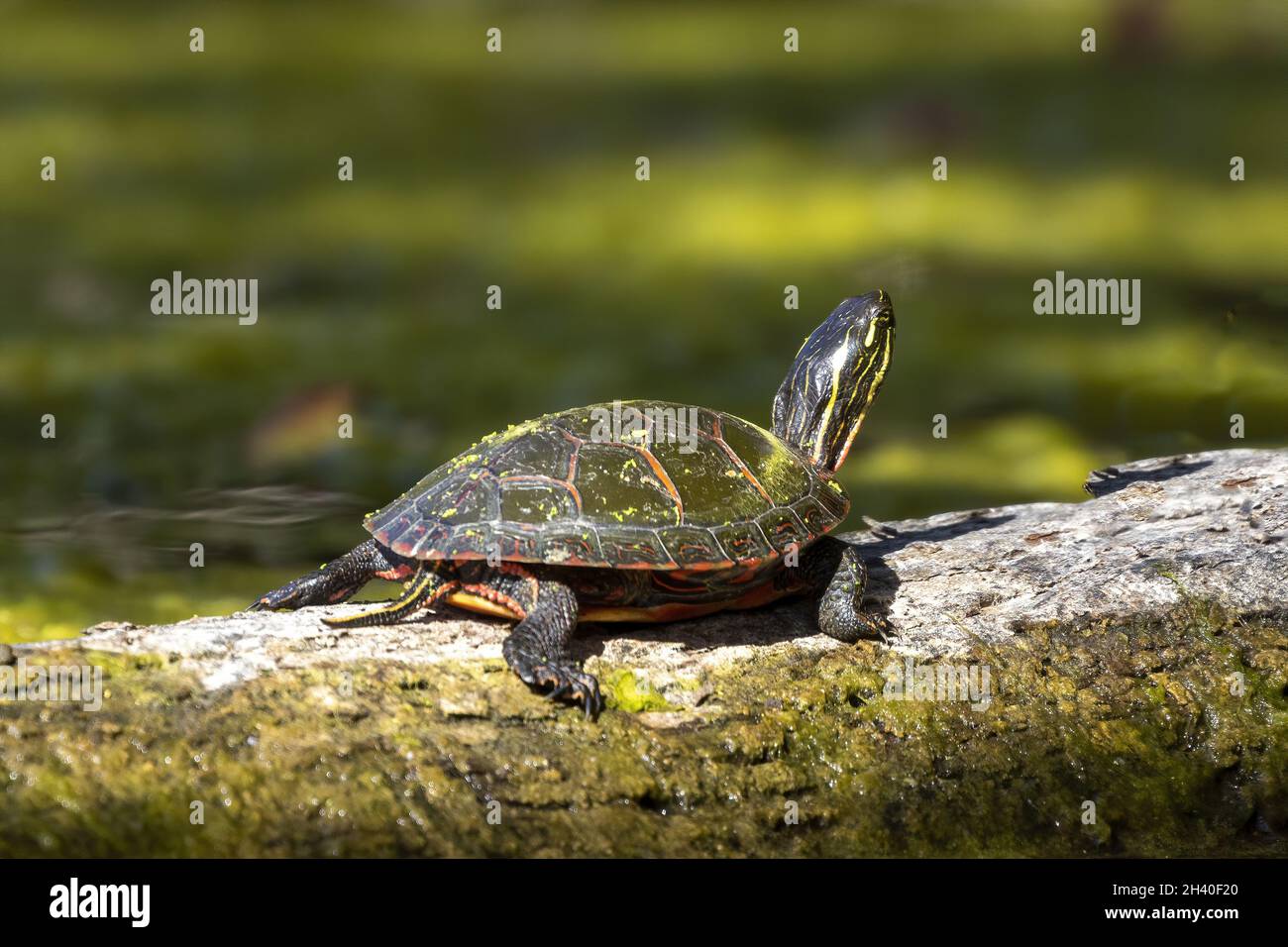 La tartaruga dipinta (Chrysemys picta) Foto Stock