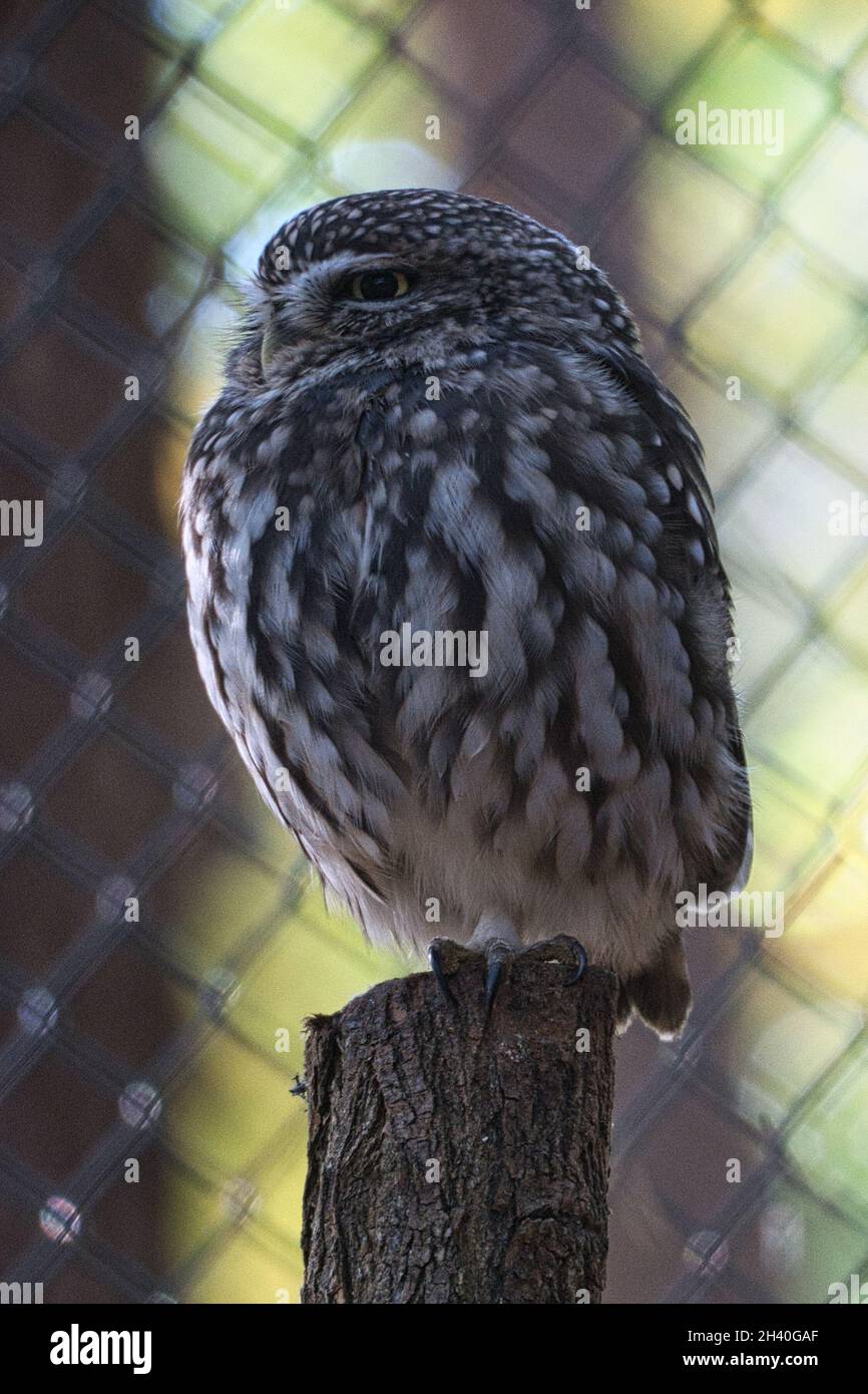 un piccolo kautz su un tronco d'albero, lo sguardo va allo spettatore Foto Stock