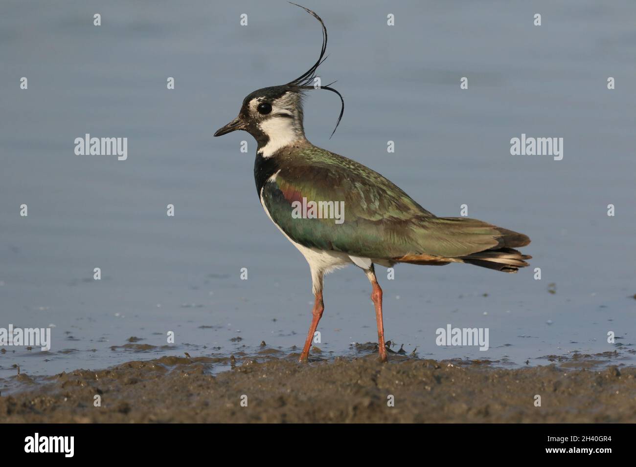 una grande egretta bianca con un disegno di legge giallo che mostra un individuo immaturo o invernale Foto Stock