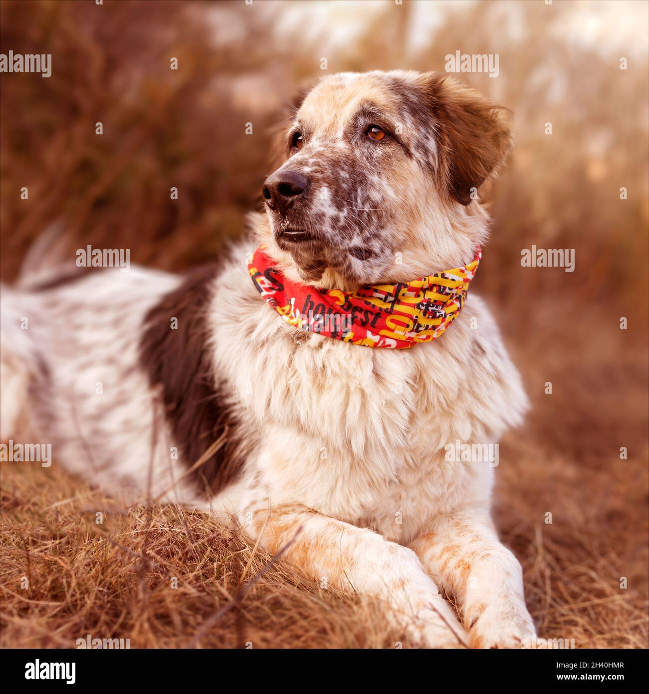 Cane grande in sciarpa rossa, sdraiato nella foresta Foto Stock