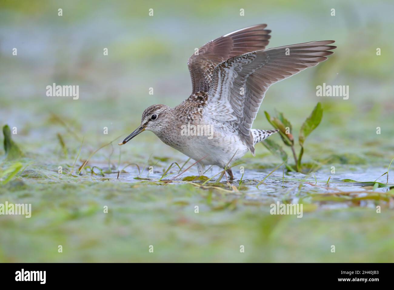 Un Sandpiper di legno adulto (Tringa glareola) con cibo (larve) che ha appena catturato sulle paludi di Biebrza, Polonia Foto Stock