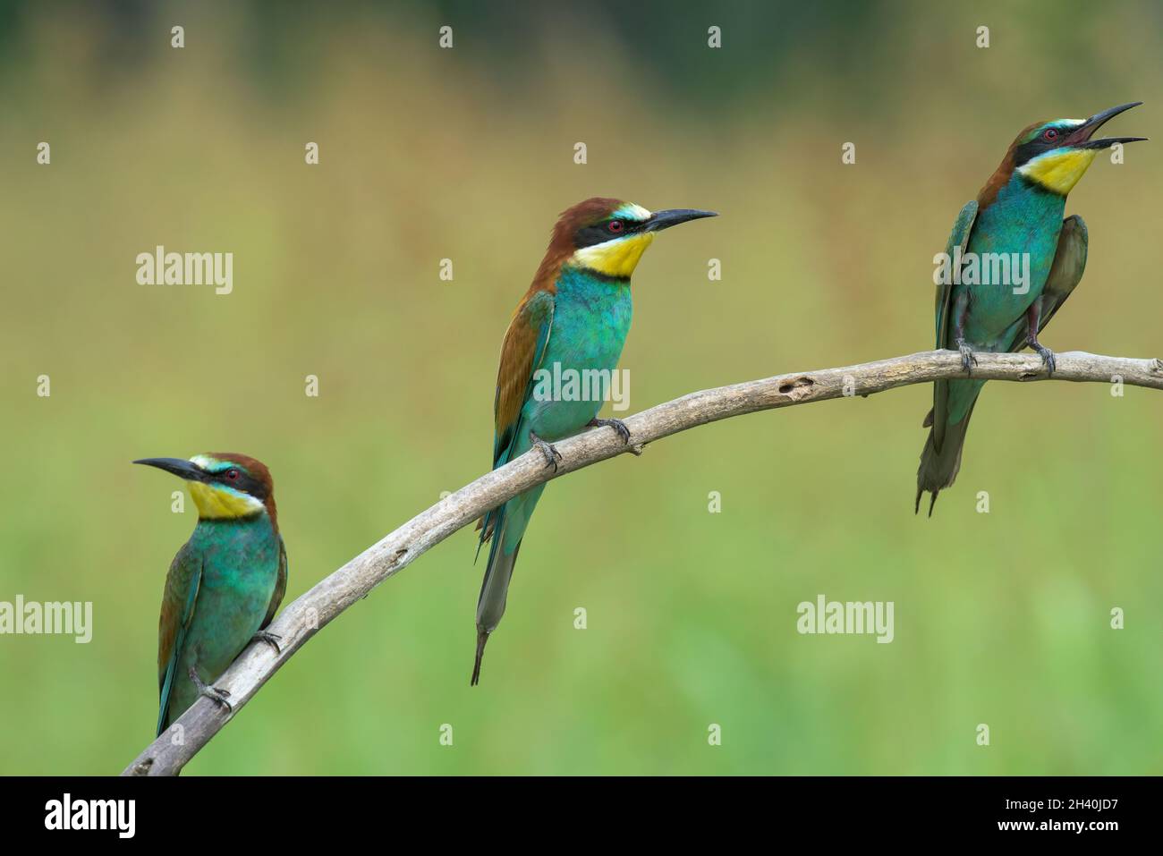 Tre mangiatori di api su un ramo Foto Stock