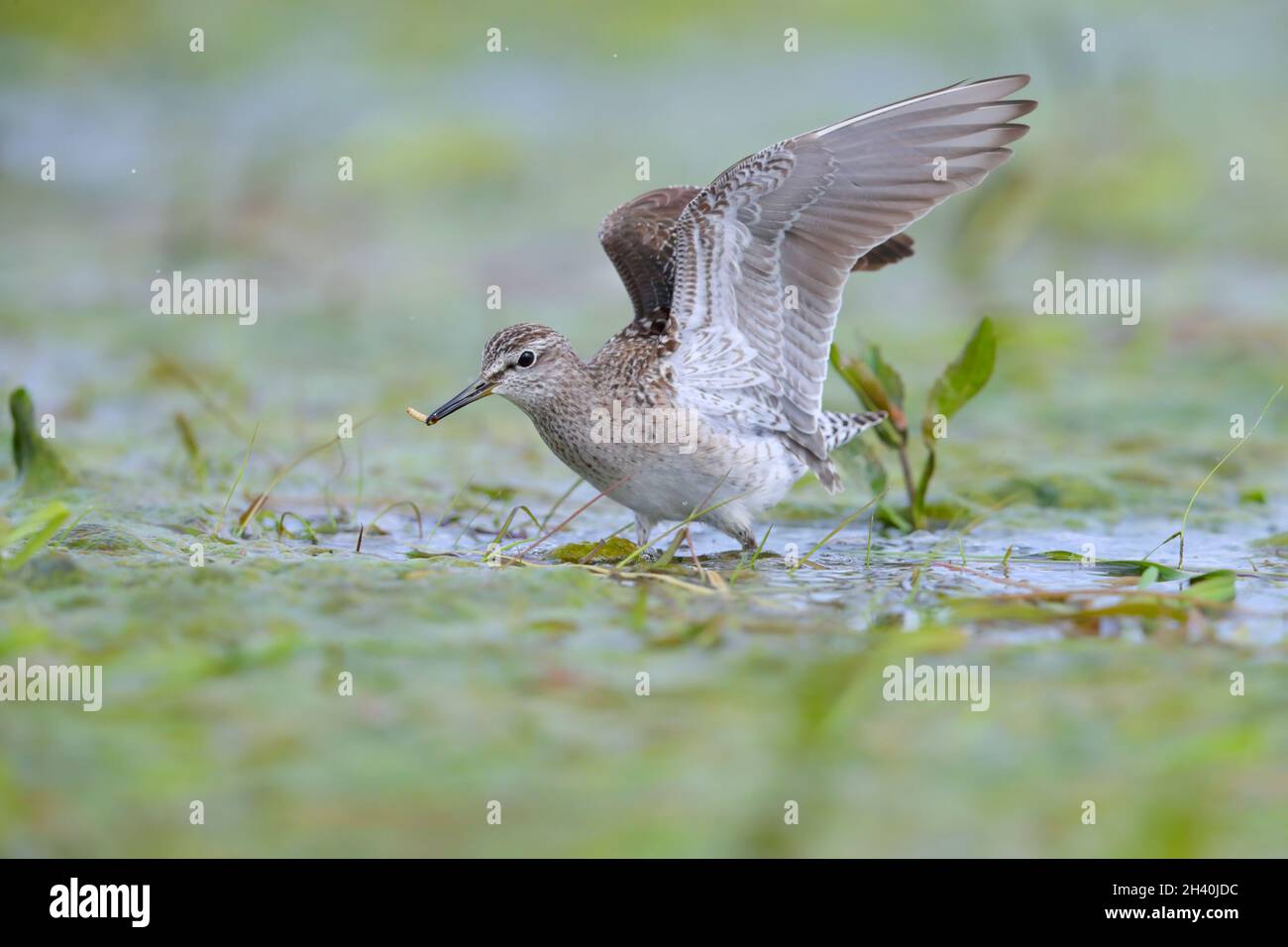 Un Sandpiper di legno adulto (Tringa glareola) con cibo (larve) che ha appena catturato sulle paludi di Biebrza, Polonia Foto Stock