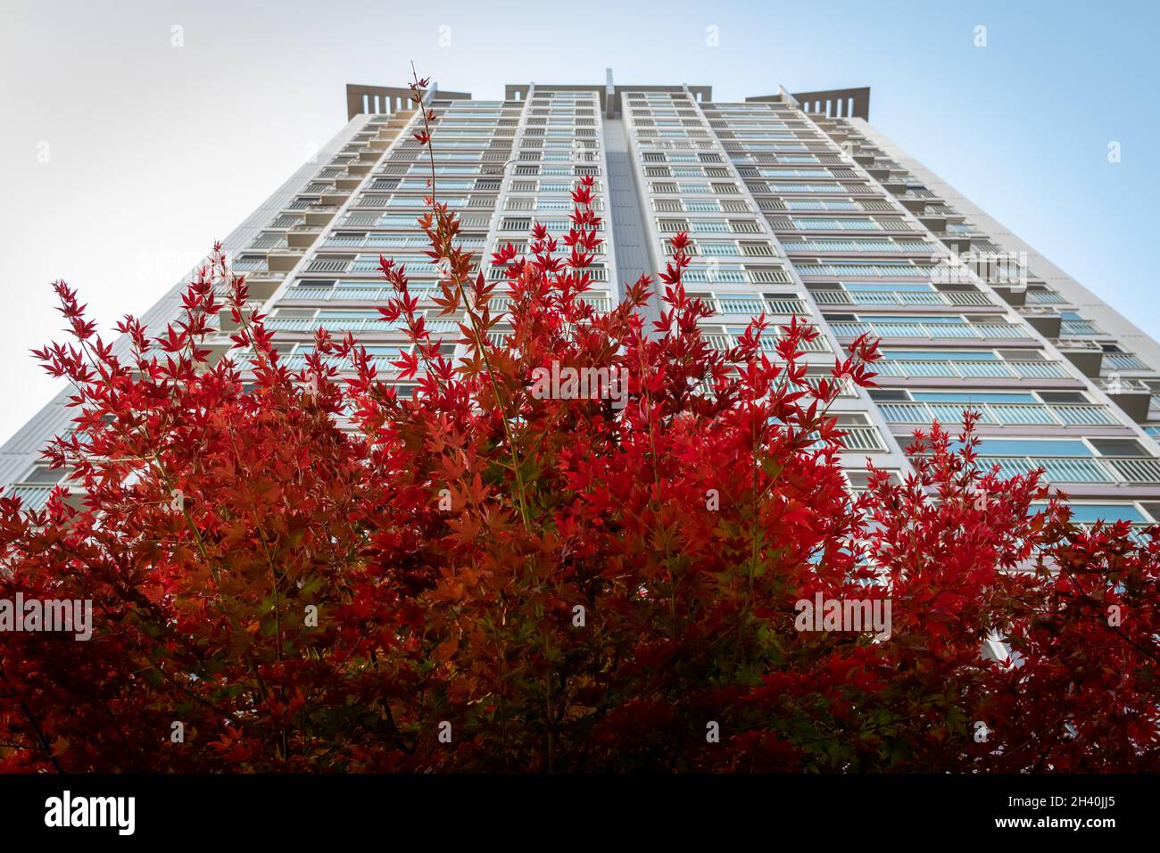 Foglie autunnali colorate di rosso di fronte ad un edificio torreggiante Foto Stock