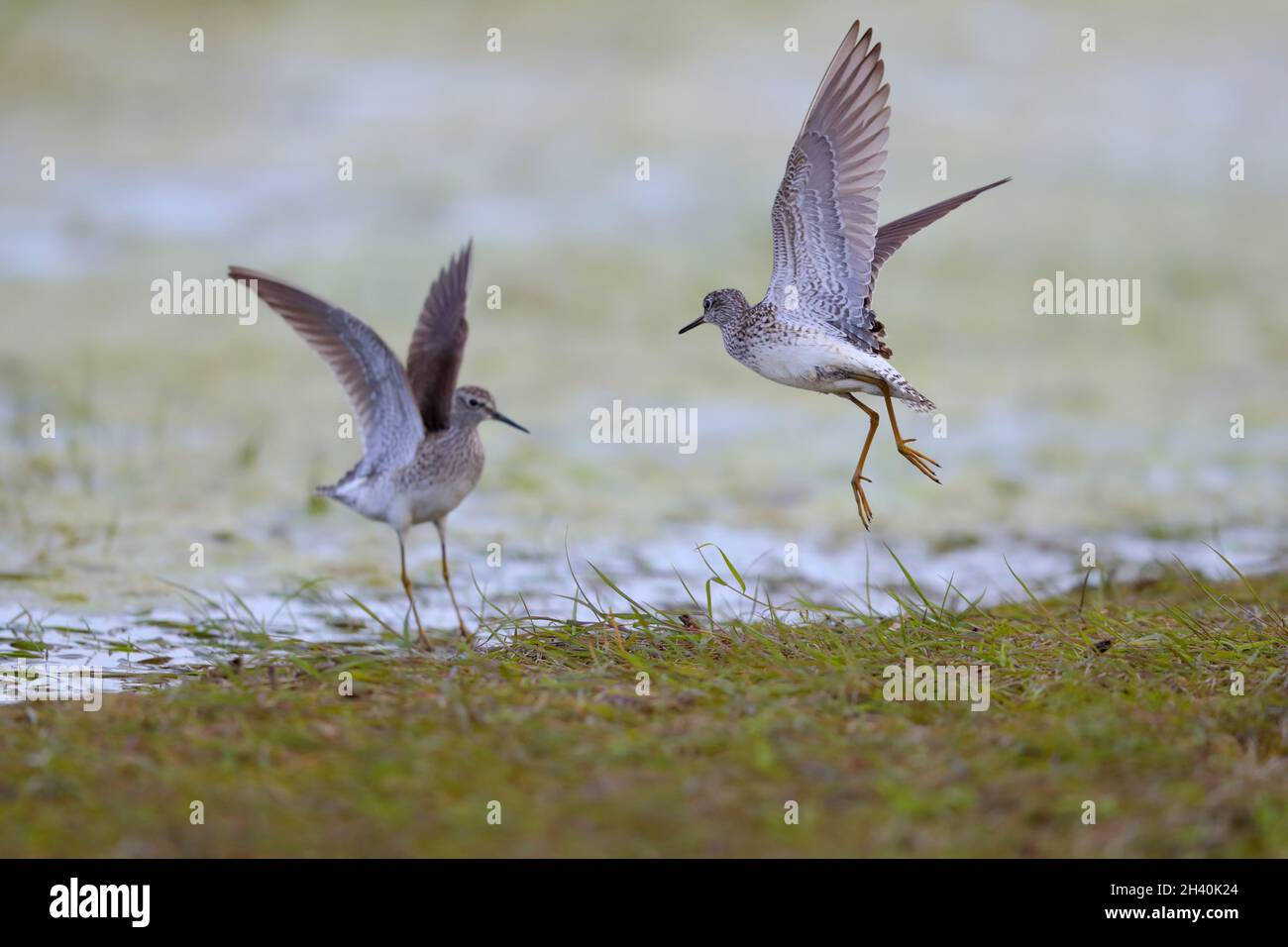 Due sandpipers di legno adulti (Tringa glareola) in lotta, presi sulle paludi di Biebrza in Polonia Foto Stock