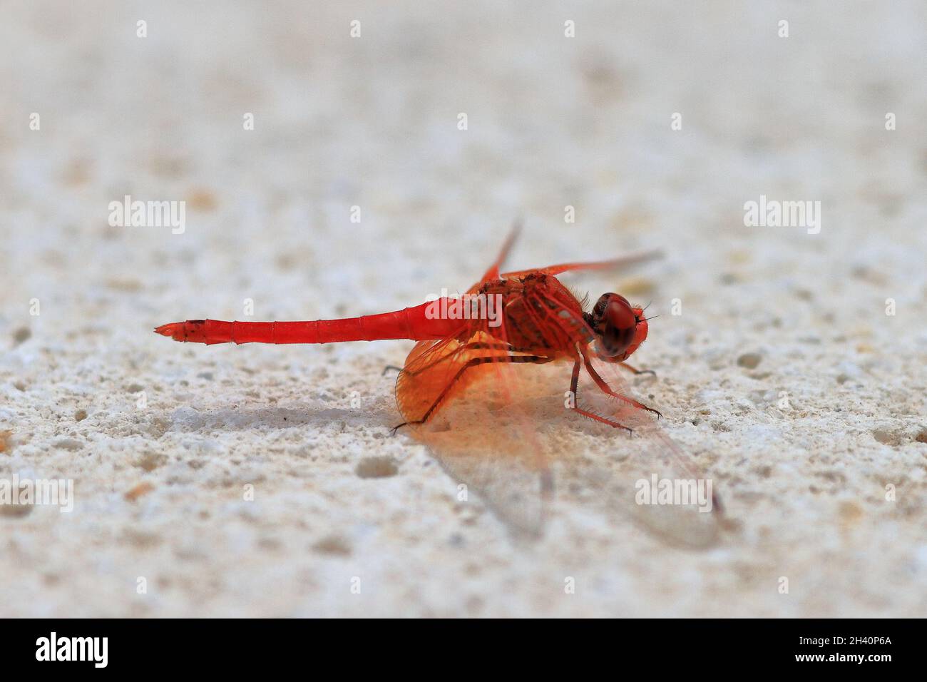 Dragonfly della specie irby's dropwing, aranciata dropwing, o scarlatto rock glider (Trithemis kirbyi), arroccato su una pietra bianca. Foto Stock