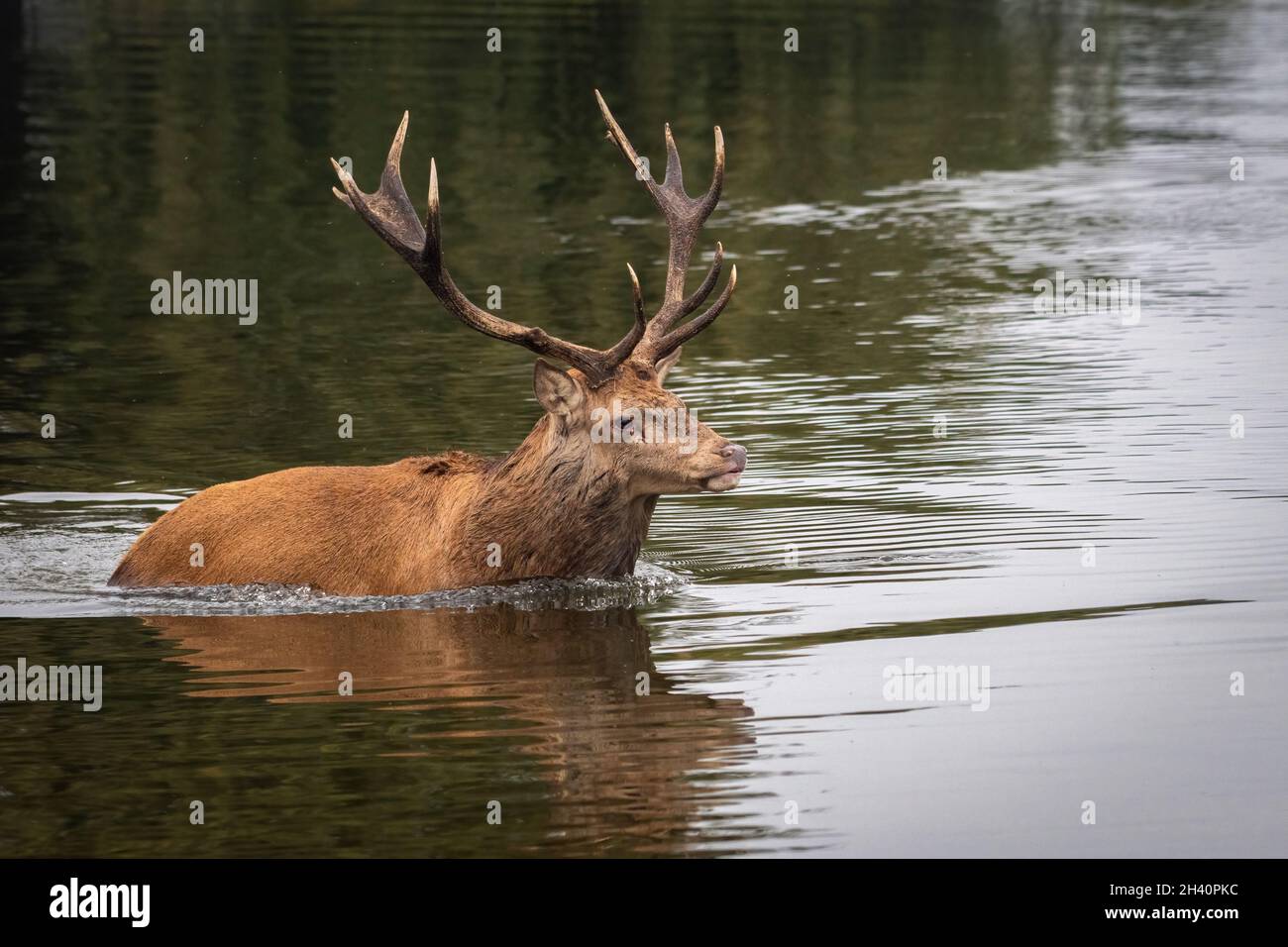 Red Deer in Lake, Bushy Park, Londra Foto Stock