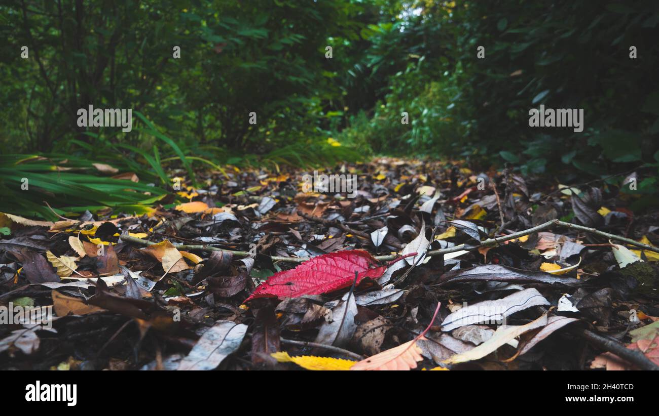Un'unica foglia rossa isolata su un sentiero pieno di foglie autunnali circondate da vegetazione lussureggiante Foto Stock