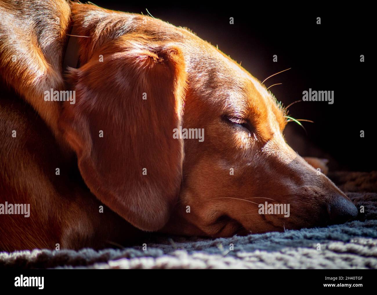 Un animale domestico del cane rosso di riposo del cane del cane del cane di colore rosso che si distende al sole Foto Stock