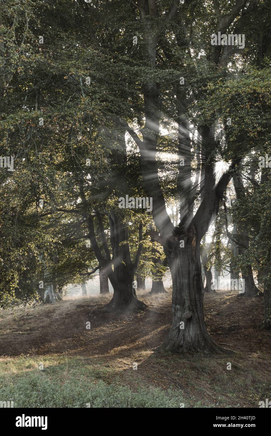 Foresta di Eerie con nebbia in autunno Foto Stock