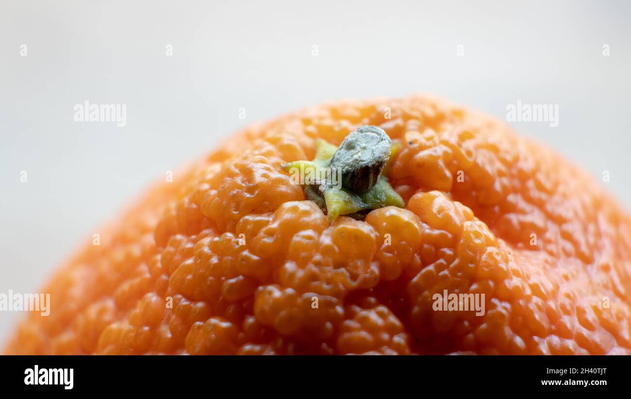Primo piano macro profondità poco profonda di campo colpo del gambo di un arancio rugoso invecchiamento Foto Stock