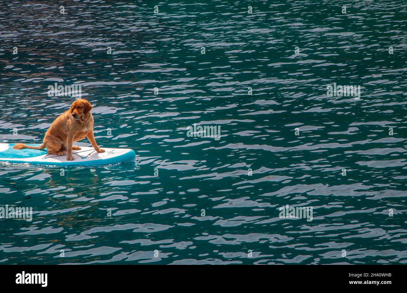 Un felice cane da recupero dorato seduto su una tavola del corpo galleggiante sul mare. Foto Stock