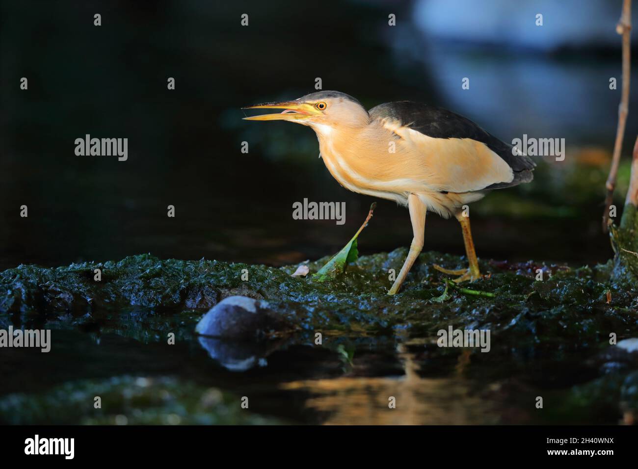 Un piccolo Bittern maschio adulto (Ixobrychus minutus) sulla migrazione primaverile sull'isola greca di Lesbo Foto Stock