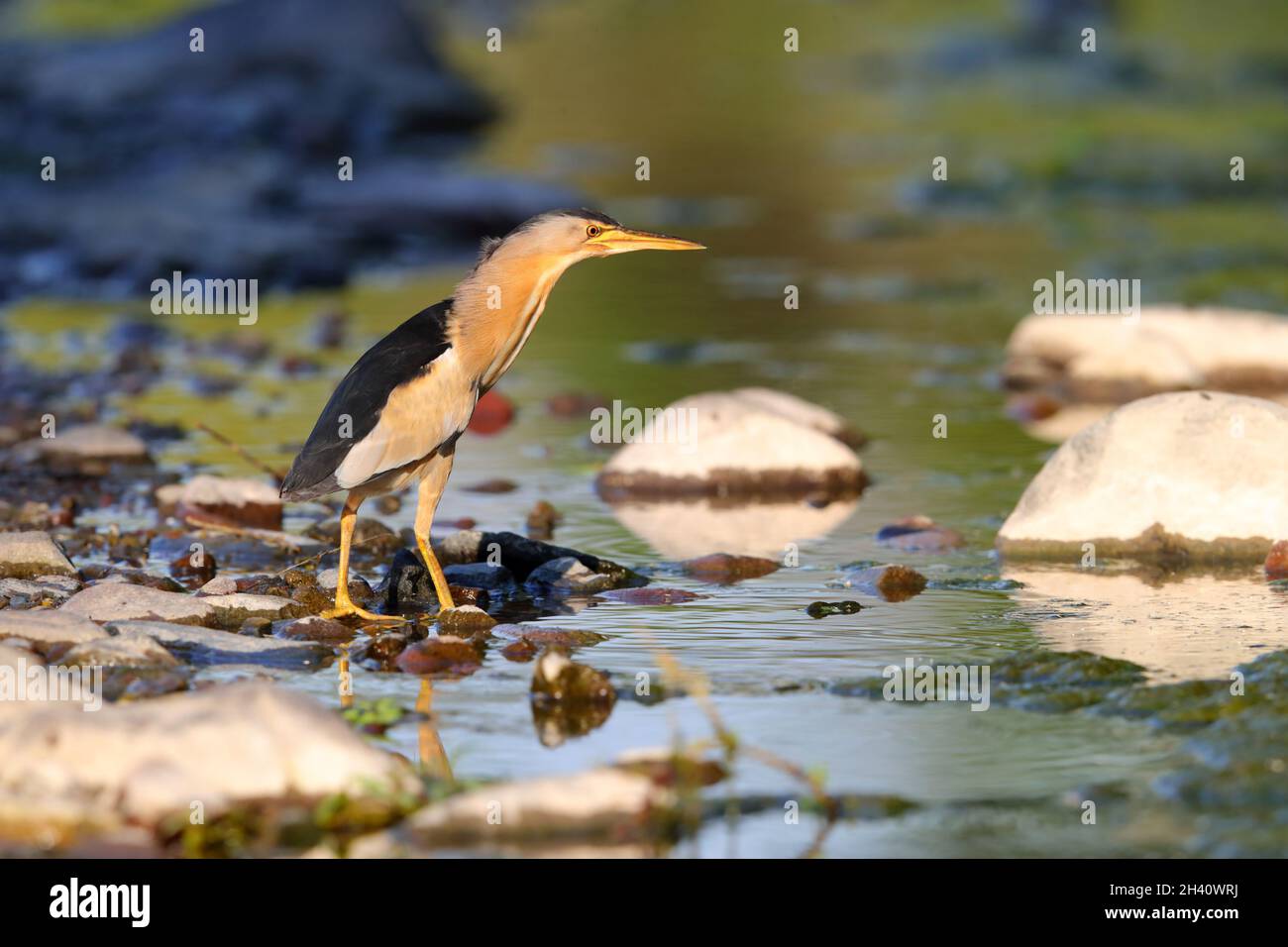 Un piccolo Bittern maschio adulto (Ixobrychus minutus) sulla migrazione primaverile sull'isola greca di Lesbo Foto Stock