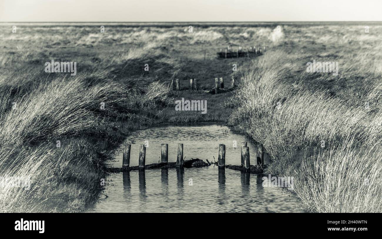 Immagine monocromatica colorata di una vecchia corsa e fen grass coperto drenaggio in ampio paludi aperto sul confine Lincolnshire e Norfolk con pali di legno Foto Stock