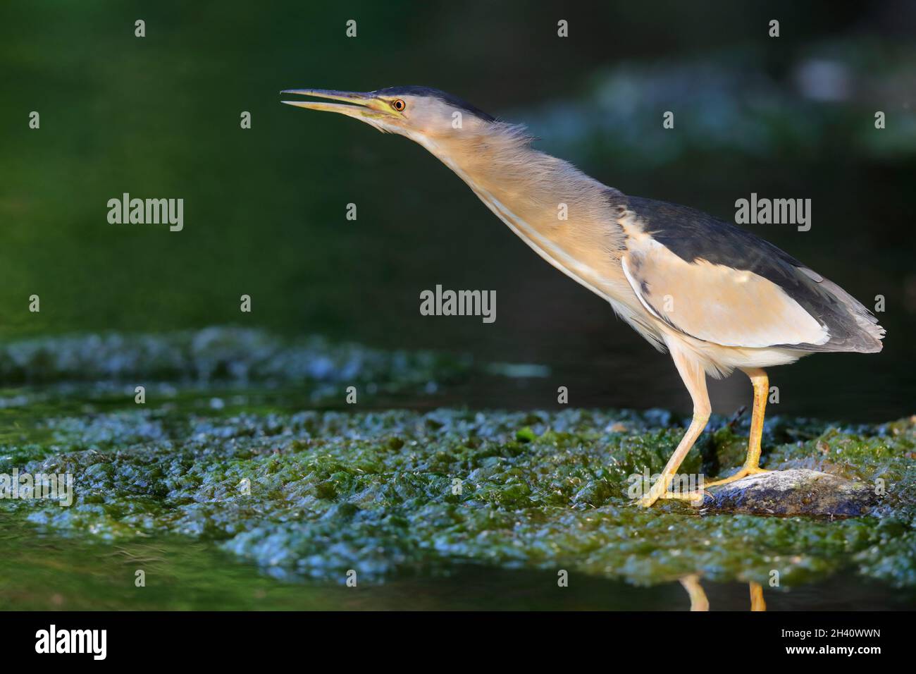 Un piccolo Bittern maschio adulto (Ixobrychus minutus) sulla migrazione primaverile sull'isola greca di Lesbo Foto Stock