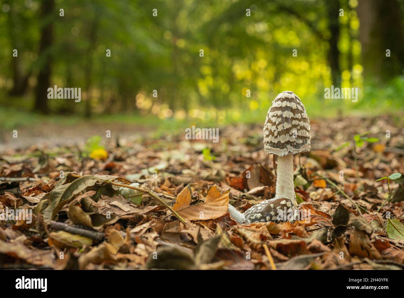 Magpie ink cap, Coprinopsis picacea, a metà ottobre sul pavimento di un bosco Oxfordshire Foto Stock