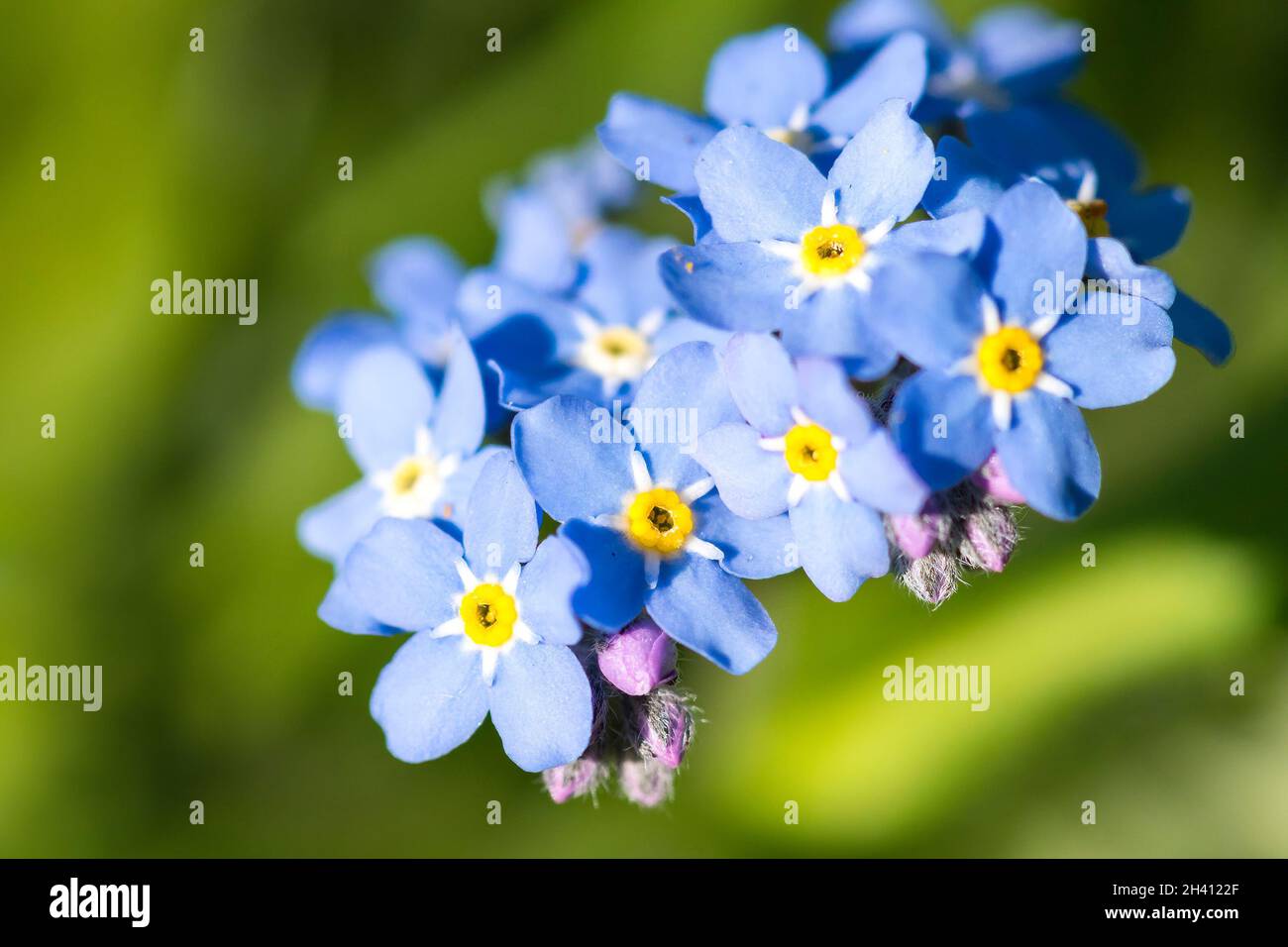 Dimentica-me-not o scorpion erbe. Myosotis è un genere di piante da fiore Foto Stock