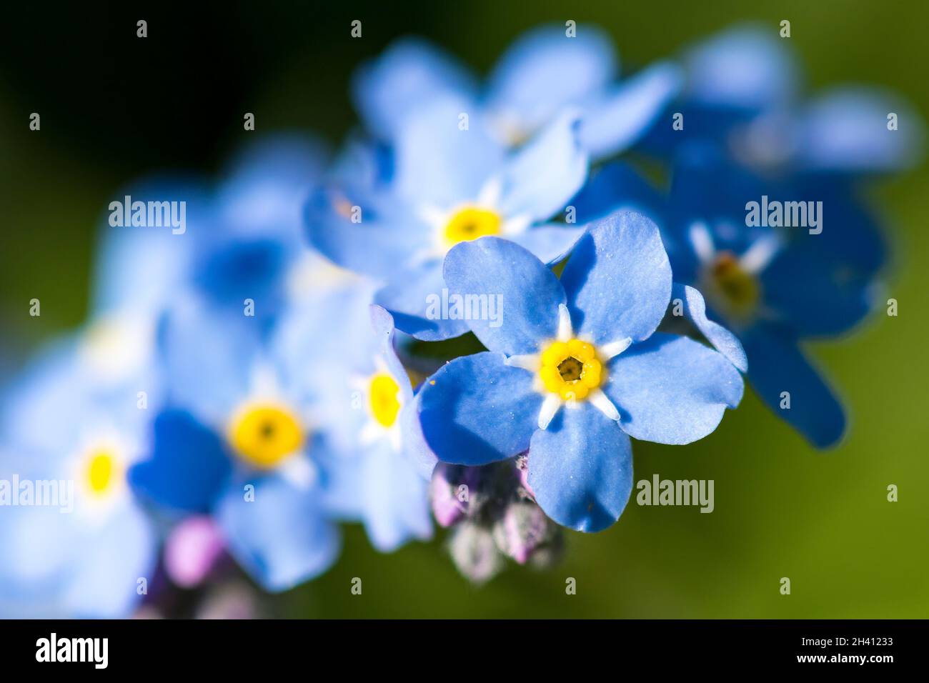 Dimentica-me-not o scorpion erbe. Myosotis è un genere di piante da fiore Foto Stock