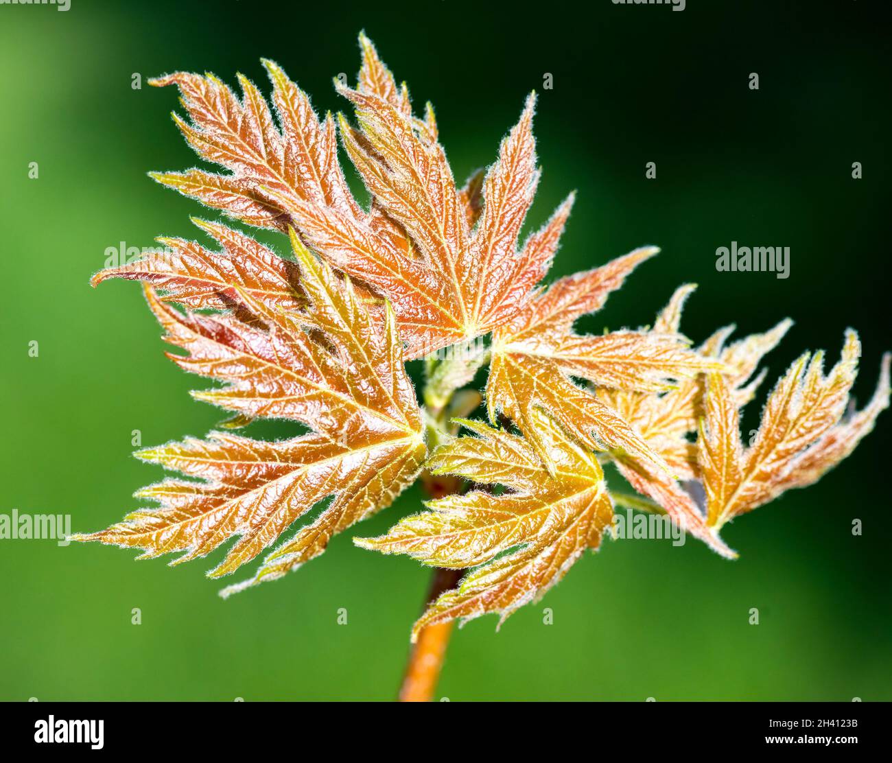 L'albero d'acero dorato lascia fiorire indicando l'inizio della stagione primaverile. Foto Stock