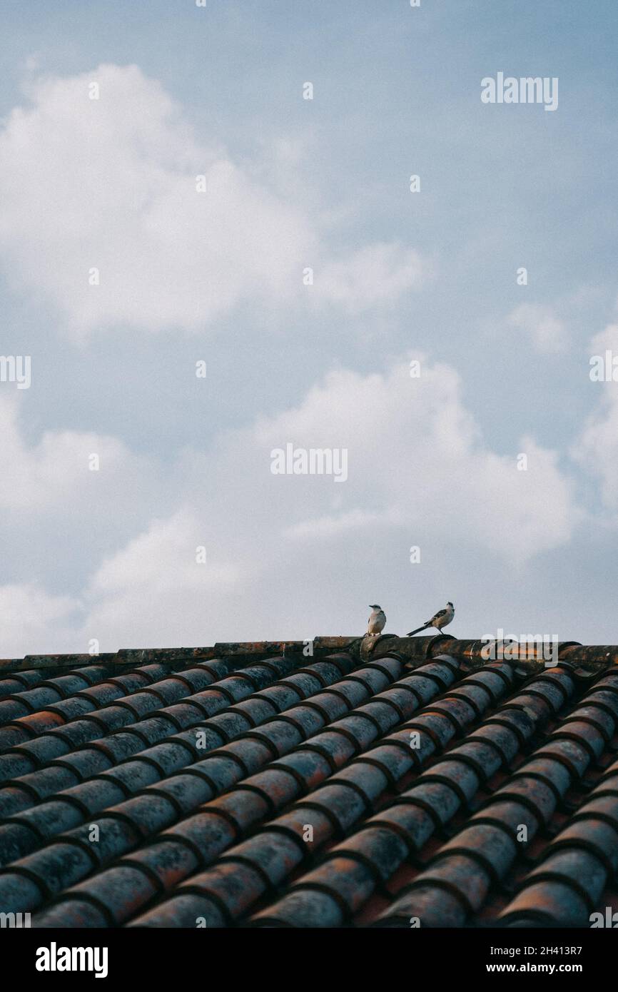 Le due colombe poggiano sul tetto di tegole contro un cielo nuvoloso Foto Stock