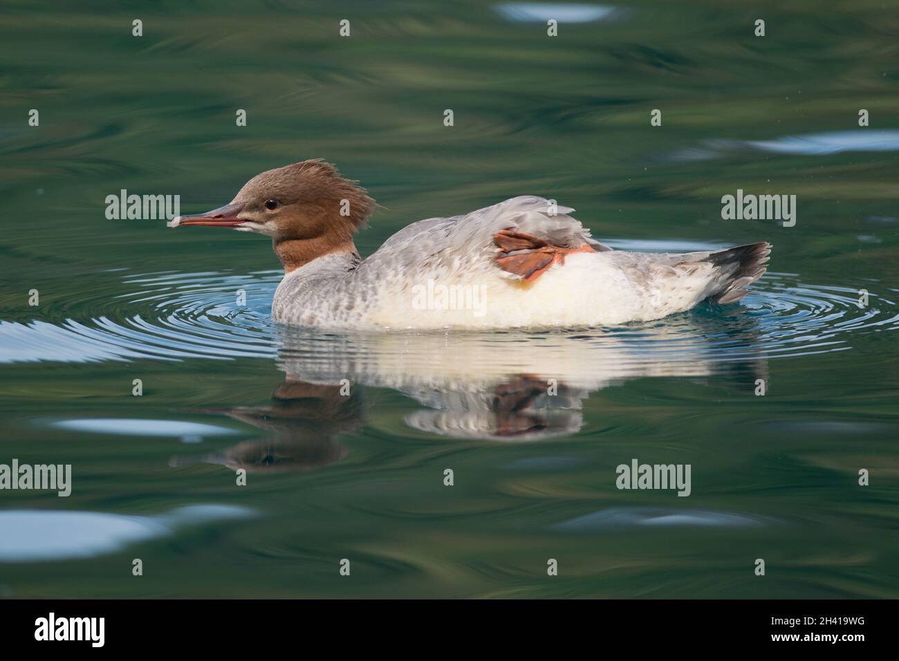 Femmina di smergo maggiore Foto Stock