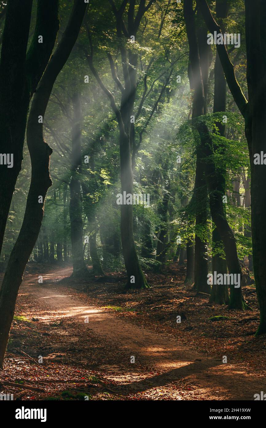 La luce del sole che sorge cade sul sentiero forestale in condizioni di nebbia Foto Stock