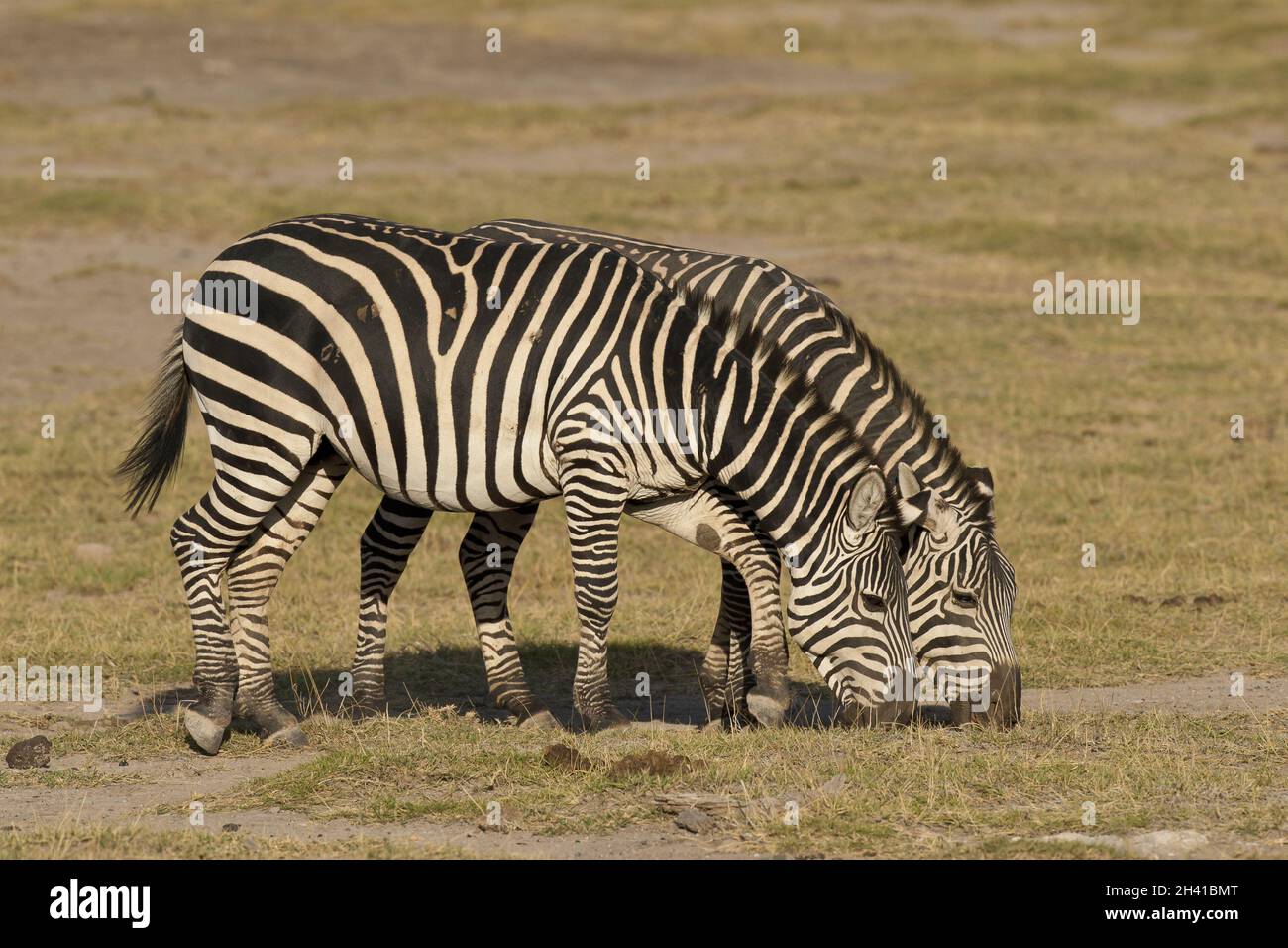 Due zebre al pascolo Foto Stock