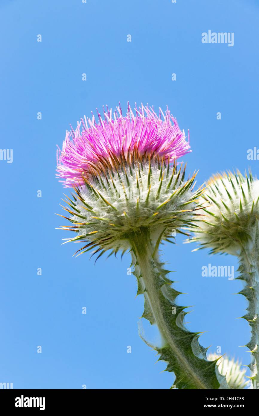 Bumblebee che si allena su un fiorente fiore di cardo viola, fotografie naturalistiche e naturalistiche Foto Stock