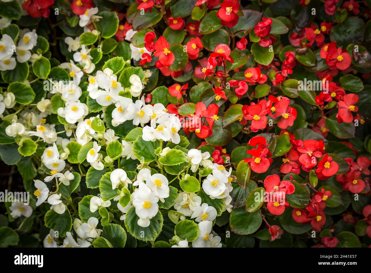 Fiori rossi e bianchi di semperflorens semperflorens semperflorens in fiore, sfondo floreale vibrante. Foto Stock