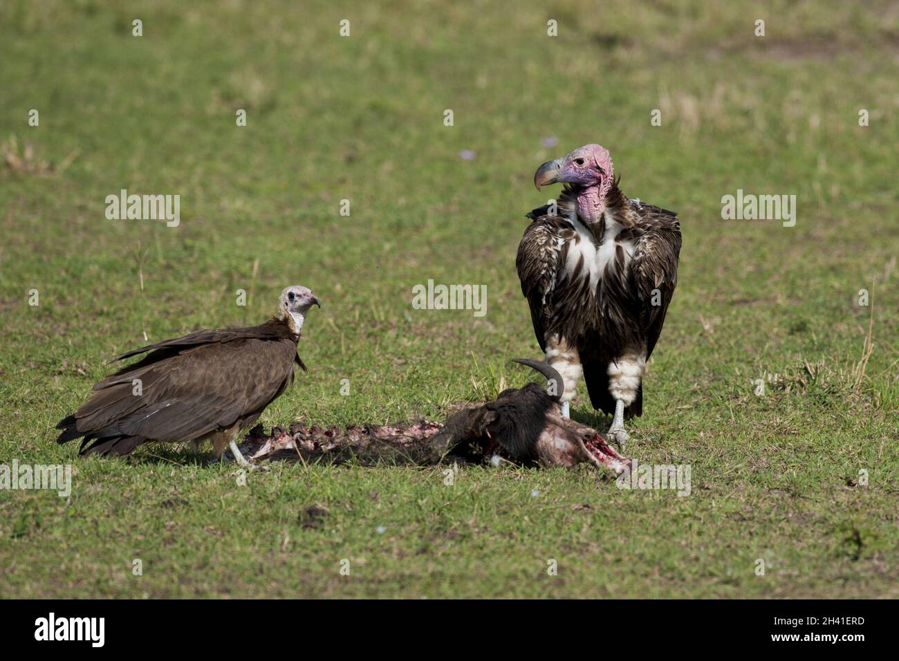 Due avvoltoi a faccia di Lappet con Prey Foto Stock
