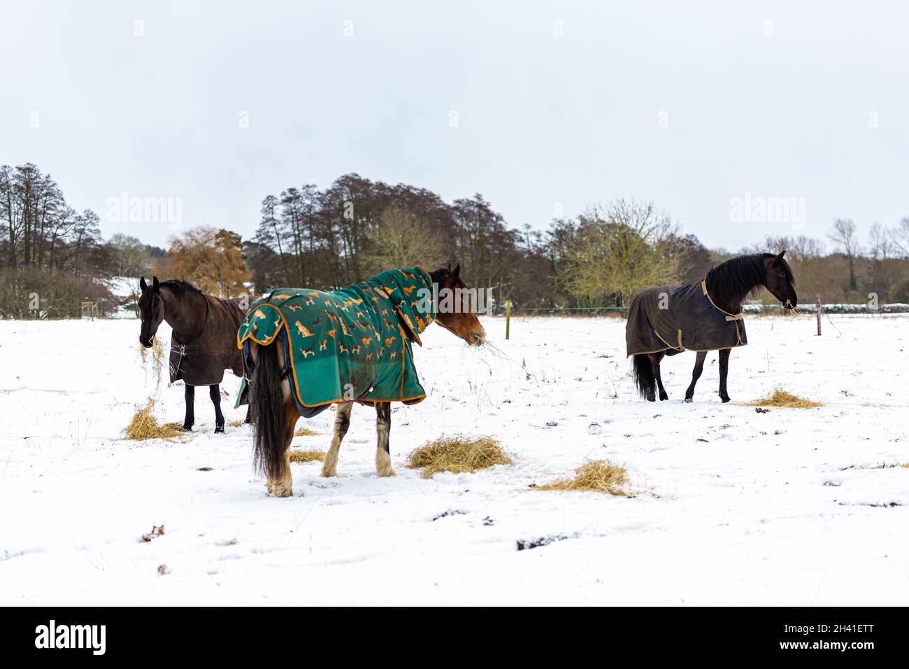 Cavalli pascolo sul fieno che l'agricoltore ha fornito durante una rara caduta di neve pesante su una fattoria Suffolk Foto Stock