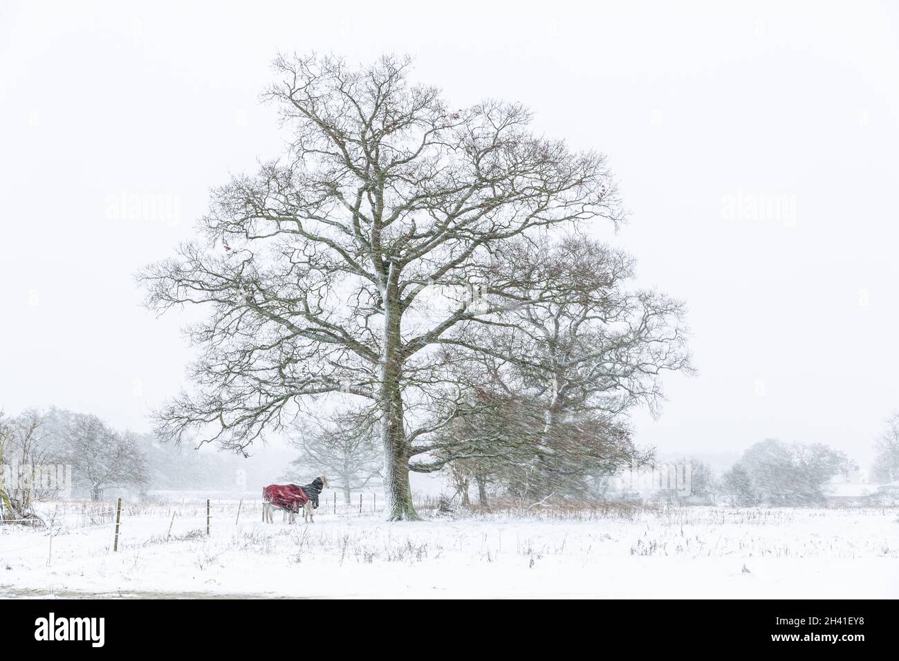 Un paio di cavalli che cercano di trovare rifugio sotto un albero durante una pesante tempesta di neve e la bizzarda in una fattoria Suffolk nel Regno Unito. Bestia dalla tempesta orientale Foto Stock