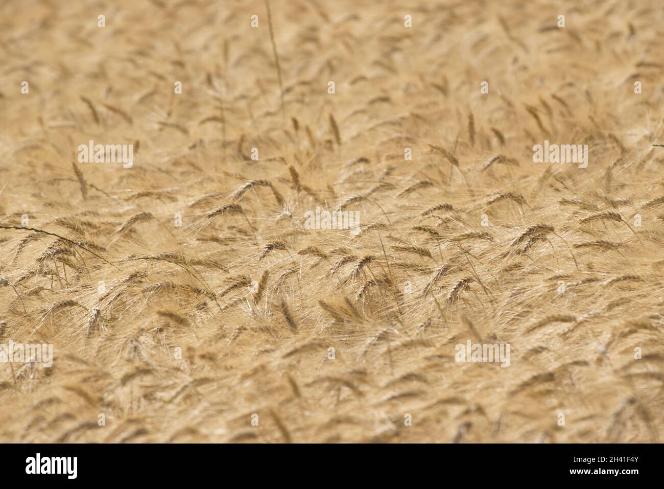 Cornfield Foto Stock