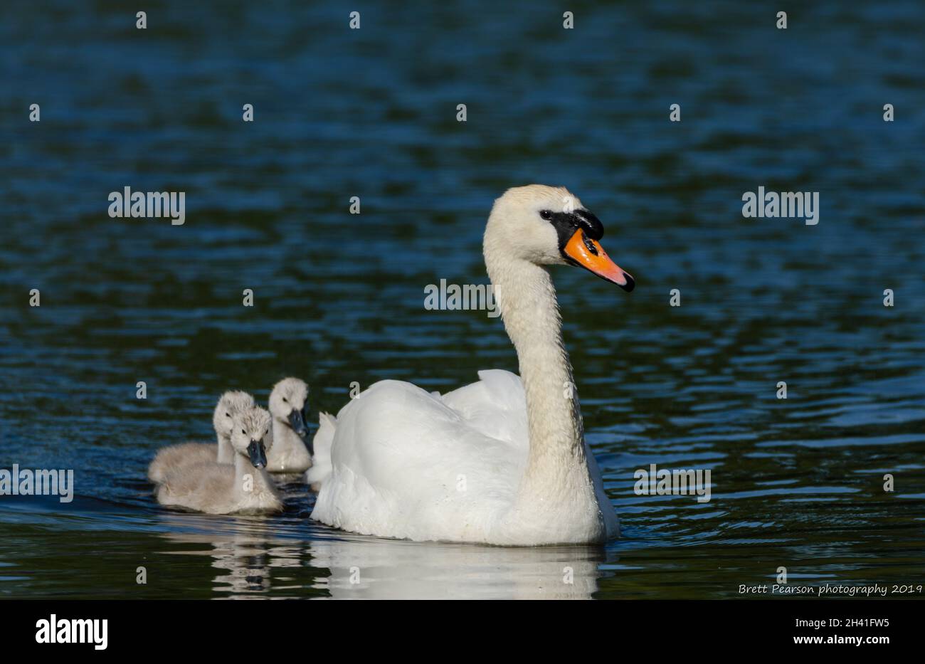 Swan Foto Stock