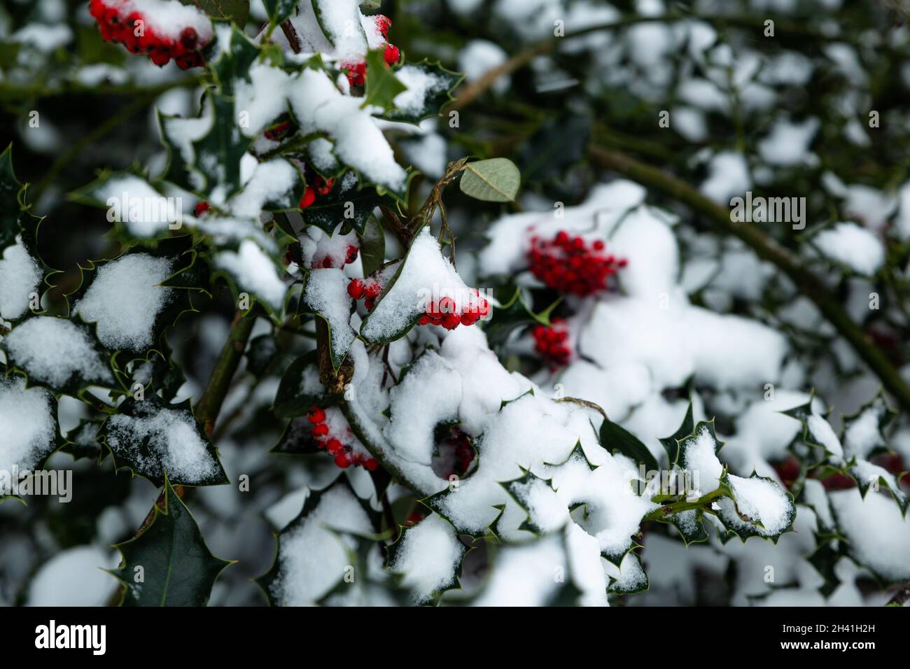 Bacche d'edera rossa ricoperte di neve durante l'inverno Foto Stock