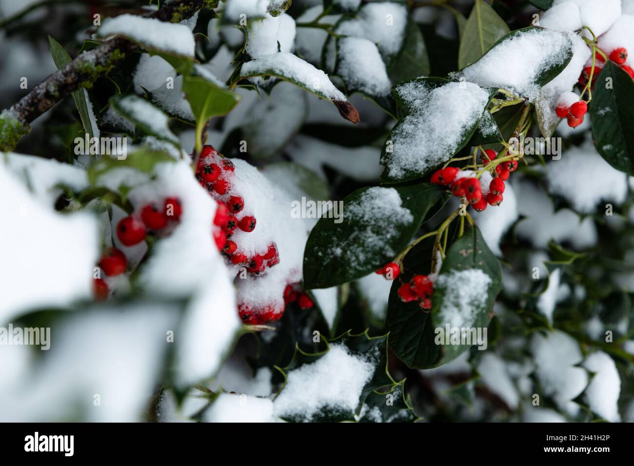 Bacche d'edera rossa ricoperte di neve durante l'inverno Foto Stock