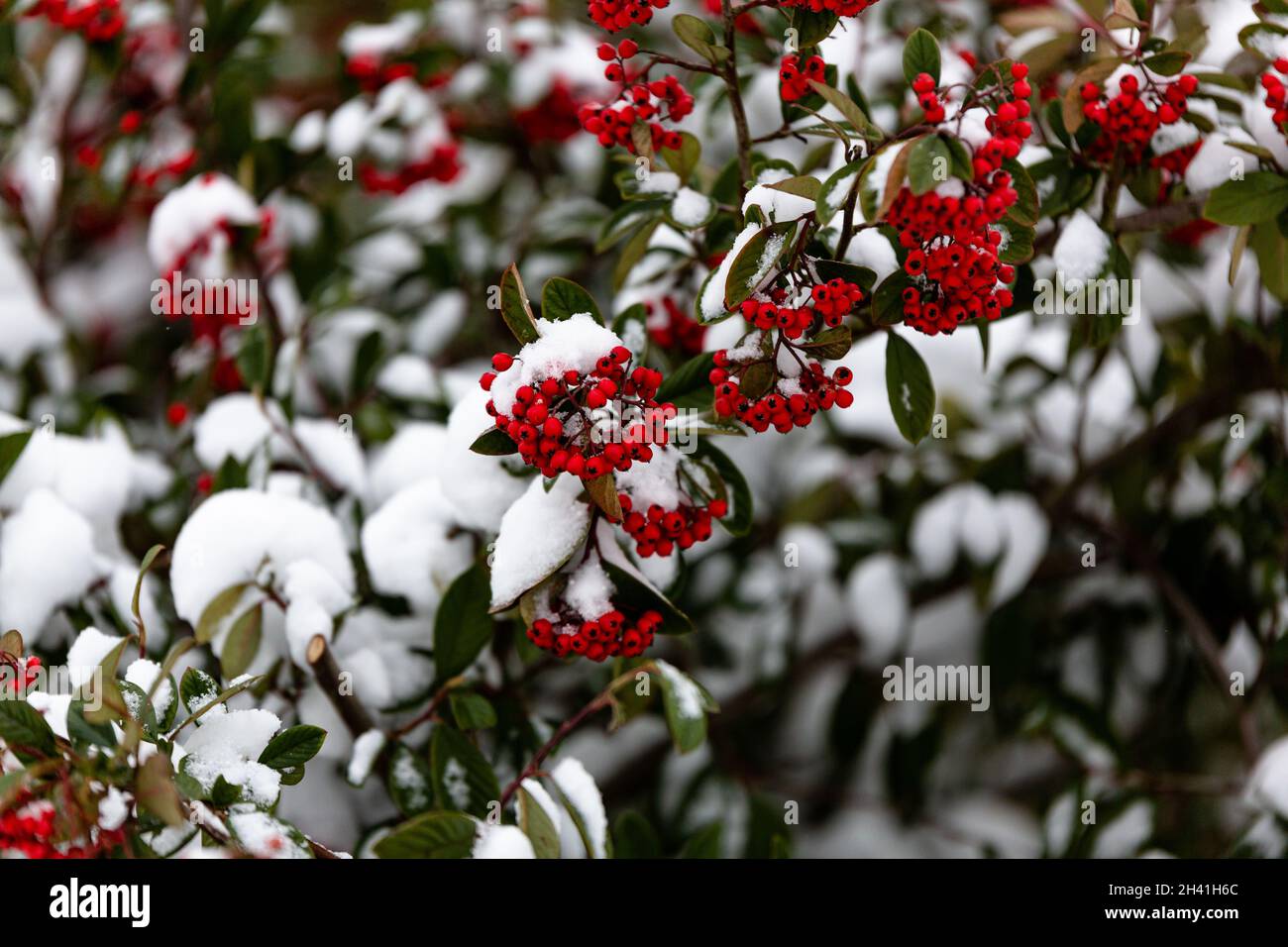 Bacche rosse ricoperte di neve durante l'inverno Foto Stock