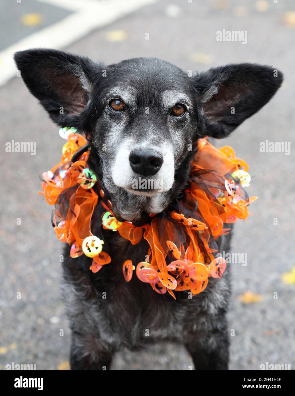 Londra, Regno Unito. 31 ottobre 2021. Belinha il cane di salvataggio brasiliano a The All Dogs Matter Halloween Dog Walk su Hampstead Heath in aiuto della carità che ospita e rimette i cani. Vedere www.alldogsmatter.co.uk Credit: Paul Brown/Alamy Live News Foto Stock