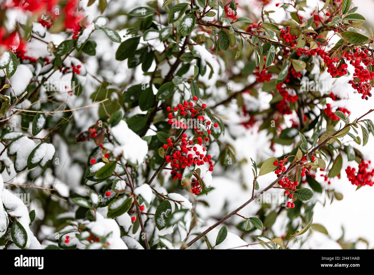 Bacche rosse ricoperte di neve durante l'inverno Foto Stock
