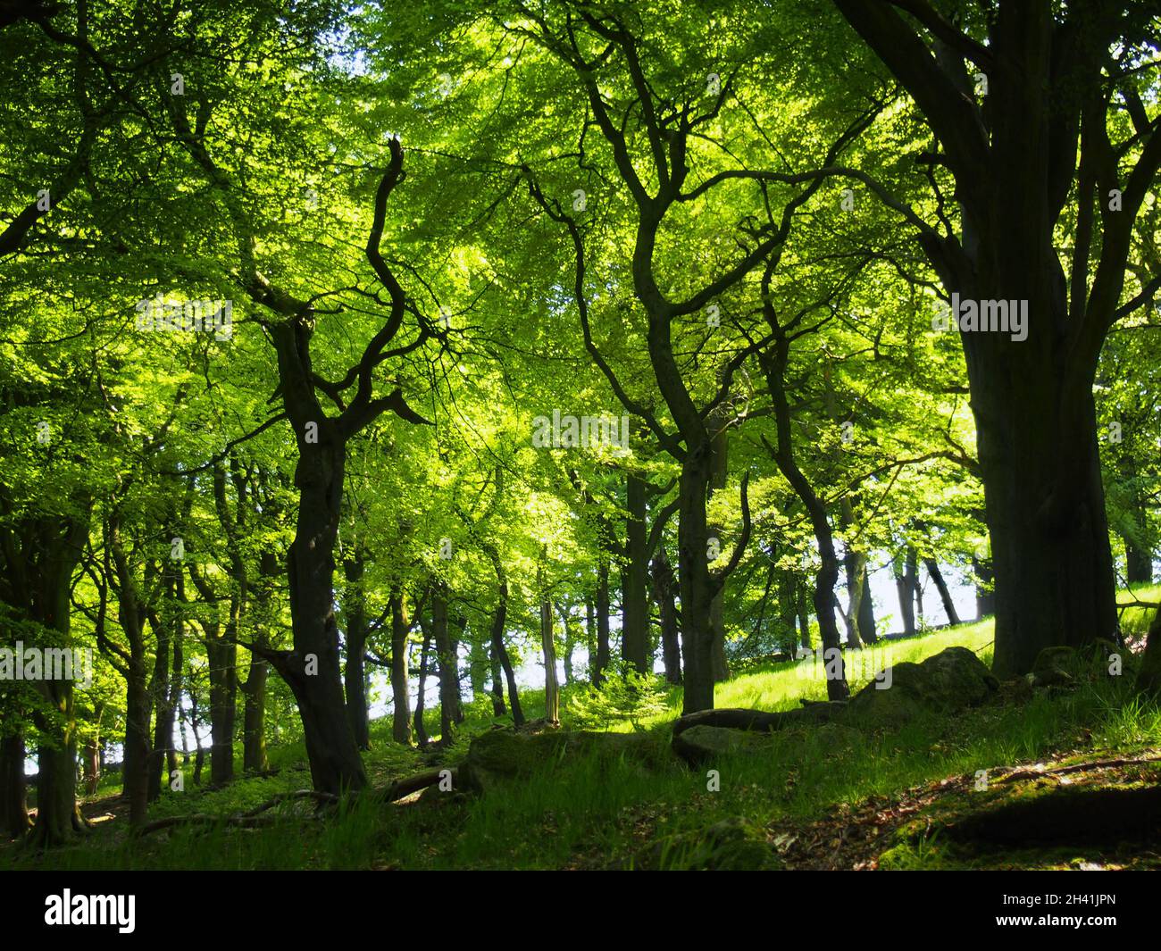 Foresta di grandi faggi con foglie illuminate dal luminoso sole del mattino Foto Stock