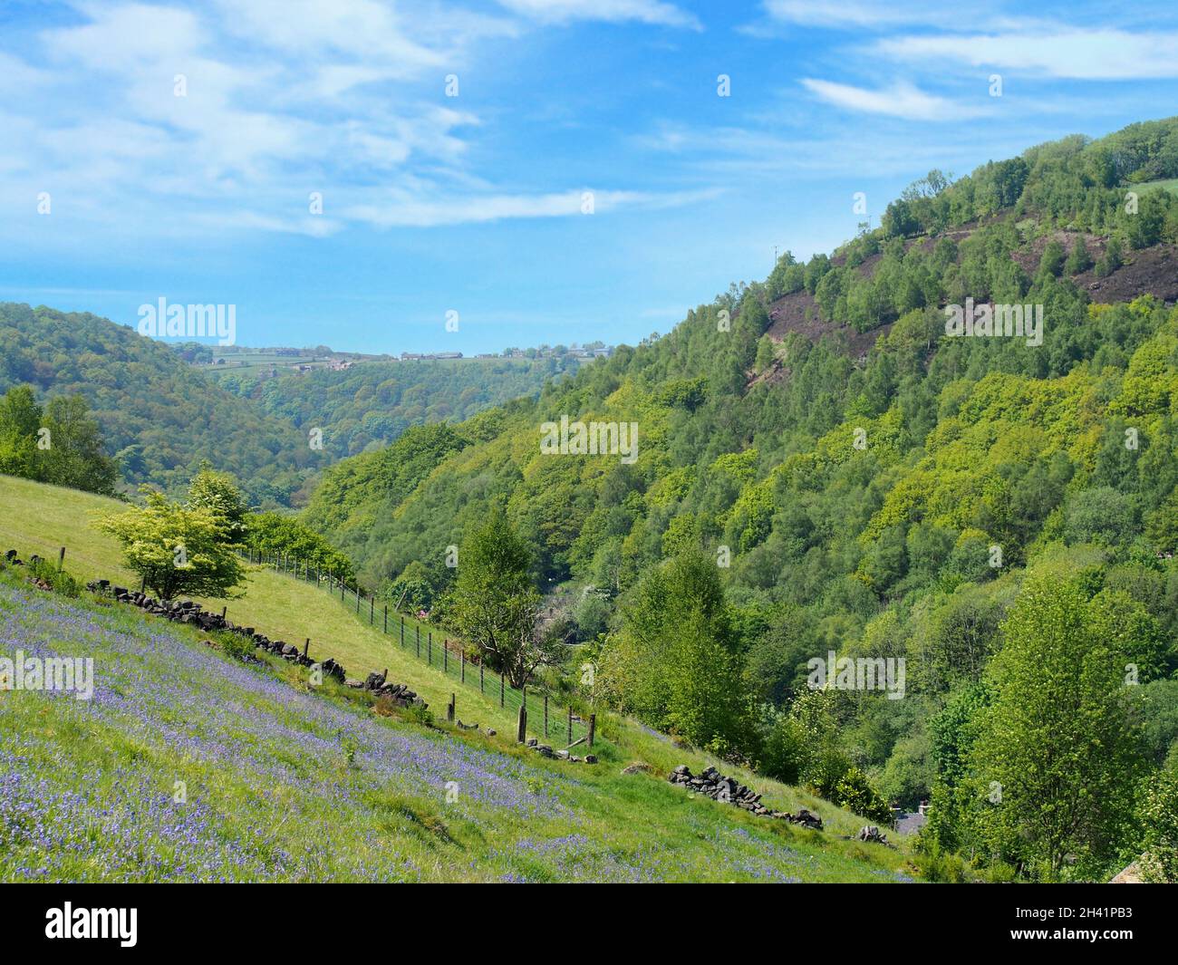 Bluebells fiorito in un prato sopra la valle di calder nello yorkshire occidentale con vista panoramica del bosco intorno duro Foto Stock