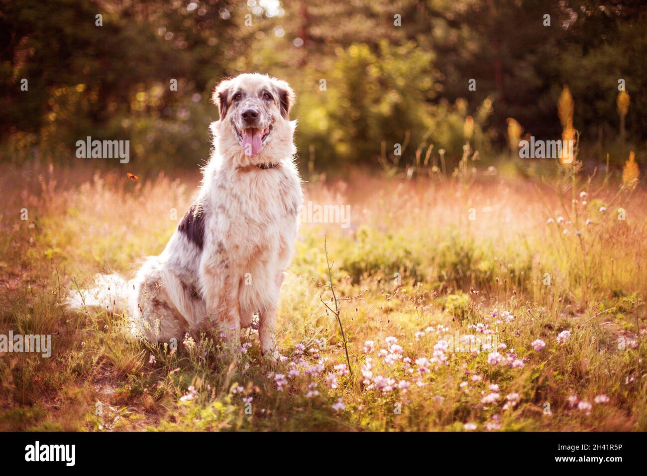Grande cane che giace in fiori rosa Foto Stock